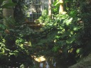 A view of a stream with a shallow waterfall (it's hard to make out) from 
the ground level of the conservatory.

 Artificially brightened.
